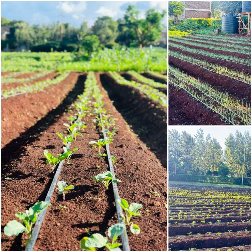 Drip irrigation system installed by AquaEco Water Solutions team 